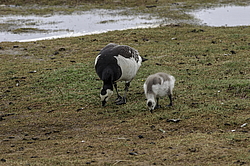 ��������� ������� (Branta leucopsis) �������, ������������� �������, ������