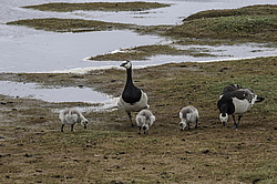 ��������� ������� (Branta leucopsis) �������, ������������� �������, ������