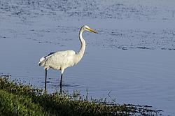 ������� ����� ����� (Egretta alba) ����������, ���