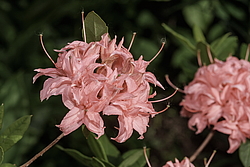 ������ ��������������� (Rhododendron � mollis, Rhododendron x kosterianum, Rhododendron x kosteranum) ���� �������