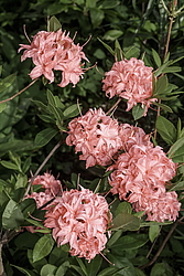 ������ ��������������� (Rhododendron � mollis, Rhododendron x kosterianum, Rhododendron x kosteranum) ���� �������