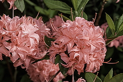 ������ ��������������� (Rhododendron � mollis, Rhododendron x kosterianum, Rhododendron x kosteranum) ���� �������