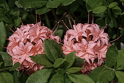 ������ ��������������� (Rhododendron � mollis, Rhododendron x kosterianum, Rhododendron x kosteranum) ���� �������