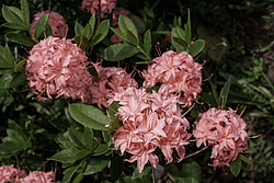 ������ ��������������� (Rhododendron � mollis, Rhododendron x kosterianum, Rhododendron x kosteranum) ���� �������