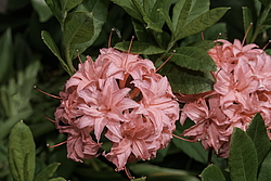 ������ ��������������� (Rhododendron � mollis, Rhododendron x kosterianum, Rhododendron x kosteranum) ���� �������