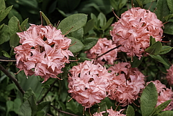 ������ ��������������� (Rhododendron � mollis, Rhododendron x kosterianum, Rhododendron x kosteranum) ���� �������