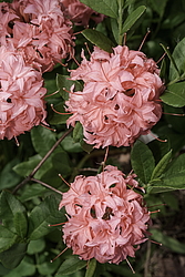 ������ ��������������� (Rhododendron � mollis, Rhododendron x kosterianum, Rhododendron x kosteranum) ���� �������