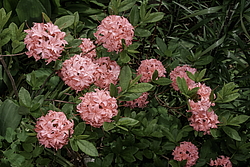 ������ ��������������� (Rhododendron � mollis, Rhododendron x kosterianum, Rhododendron x kosteranum) ���� �������
