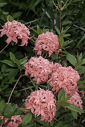 ������ ��������������� (Rhododendron � mollis, Rhododendron x kosterianum, Rhododendron x kosteranum) ���� �������