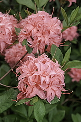 ������ ��������������� (Rhododendron � mollis, Rhododendron x kosterianum, Rhododendron x kosteranum) ���� �������