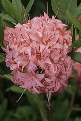 ������ ��������������� (Rhododendron � mollis, Rhododendron x kosterianum, Rhododendron x kosteranum) ���� �������