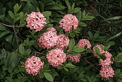������ ��������������� (Rhododendron � mollis, Rhododendron x kosterianum, Rhododendron x kosteranum) ���� �������