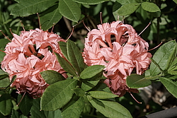 ������ ��������������� (Rhododendron � mollis, Rhododendron x kosterianum, Rhododendron x kosteranum) ���� �������