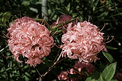������ ��������������� (Rhododendron � mollis, Rhododendron x kosterianum, Rhododendron x kosteranum) ���� �������