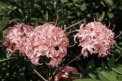 ������ ��������������� (Rhododendron � mollis, Rhododendron x kosterianum, Rhododendron x kosteranum) ���� �������