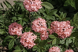 ������ ��������������� (Rhododendron � mollis, Rhododendron x kosterianum, Rhododendron x kosteranum) ���� �������