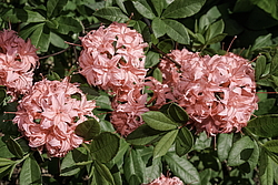 ������ ��������������� (Rhododendron � mollis, Rhododendron x kosterianum, Rhododendron x kosteranum) ���� �������