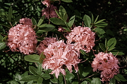 ������ ��������������� (Rhododendron � mollis, Rhododendron x kosterianum, Rhododendron x kosteranum) ���� �������