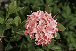 ������ ��������������� (Rhododendron � mollis, Rhododendron x kosterianum, Rhododendron x kosteranum) ���� �������