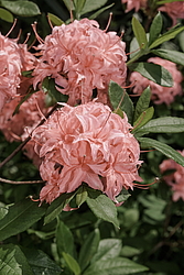 ������ ��������������� (Rhododendron � mollis, Rhododendron x kosterianum, Rhododendron x kosteranum) ���� �������