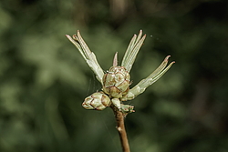 ������ ��������������� (Rhododendron � mollis, Rhododendron x kosterianum, Rhododendron x kosteranum) ���� �������