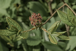 ������ ��������������� (Rhododendron � mollis, Rhododendron x kosterianum, Rhododendron x kosteranum) ���� �������