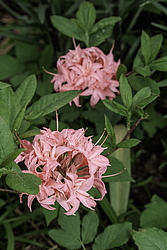 ������ ��������������� (Rhododendron � mollis, Rhododendron x kosterianum, Rhododendron x kosteranum) ���� �������