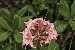 ������ ��������������� (Rhododendron � mollis, Rhododendron x kosterianum, Rhododendron x kosteranum) ���� �������