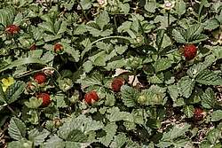 ������� ��������� (Duchesnea indica) ����, ������