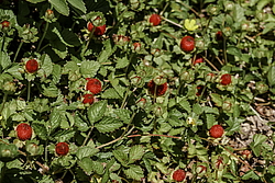 ������� ��������� (Duchesnea indica) ����, ������