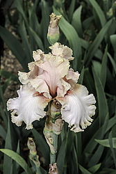 ������� ��������� (Iris hybrida) ���� Marriage Vows, ����, ������
