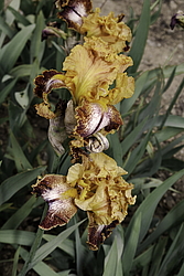 ������� ��������� (Iris hybrida) ���� Kilt Lilt, ����, ������