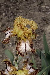 ������� ��������� (Iris hybrida) ���� Kilt Lilt, ����, ������