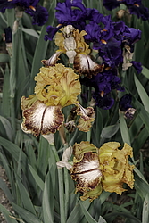 ������� ��������� (Iris hybrida) ���� Kilt Lilt, ����, ������