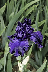 ������� ��������� (Iris hybrida) ���� Dusky Challenger, ����, ������
