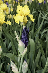 ������� ��������� (Iris hybrida) ���� Dusky Challenger, ����, ������