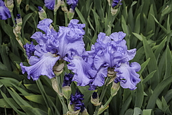 ������� ��������� (Iris hybrida) ���� Breakers, ����, ������