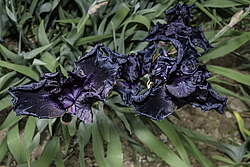 ������� ��������� (Iris hybrida) ���� Before the Storm, ����, ������