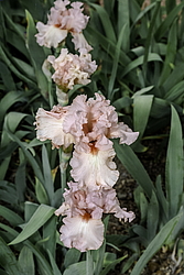 ������� ��������� (Iris hybrida) ���� Paradise, ����, ������