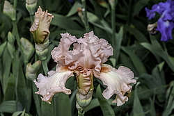 ������� ��������� (Iris hybrida) ���� Paradise, ����, ������