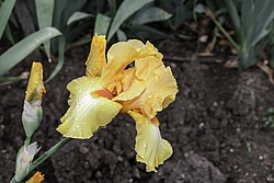 ������� ��������� (Iris hybrida) ���� Olympic Challenge, ����, ������