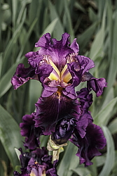 ������� ��������� (Iris hybrida) ���� Cherry Glen, ����, ������