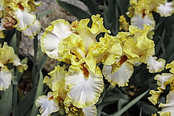 ������� ��������� (Iris hybrida) ���� Champagne Waltz, ����, ������