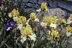 ������� ��������� (Iris hybrida) ���� Champagne Waltz, ����, ������