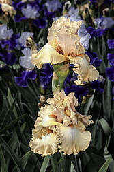 ������� ��������� (Iris hybrida) ���� Hostess Royale, ����, ������
