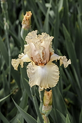 ������� ��������� (Iris hybrida) ���� Hostess Royale, ����, ������