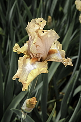 ������� ��������� (Iris hybrida) ���� Hostess Royale, ����, ������