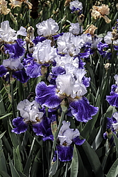 ������� ��������� (Iris hybrida) ���� Futuriste, ����, ������