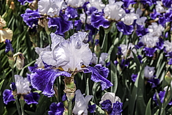 ������� ��������� (Iris hybrida) ���� Futuriste, ����, ������