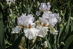 ������� ��������� (Iris hybrida) ���� Heaventy Rapture, ����, ������